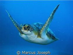 GREEN TURTLE ( Chelonia Mydas)
The green turtle has a wi... by Marcus Joseph 